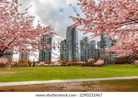 Cherry Blossom in Downtown Vancouver, British Columbia, Canada. Cloudy Rainy Day in the City. Royalty-Free Stock Photo #2290232467