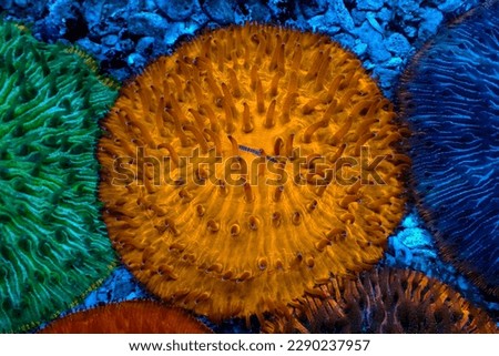Tangerang-Indonesia, 17 April 2023, 
Coral reef plant flower under deep blue sea and rock in aquarium tank for backgrounds for fish and aquatic animal living.
