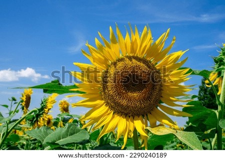 Sunflower with sunflower field and blue sky.