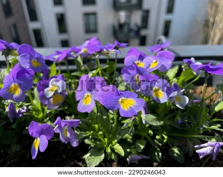 Vibrant violet yellow Viola Cornuta pansies flowers in decorative flower pot in urban balcony terrace garden close up
