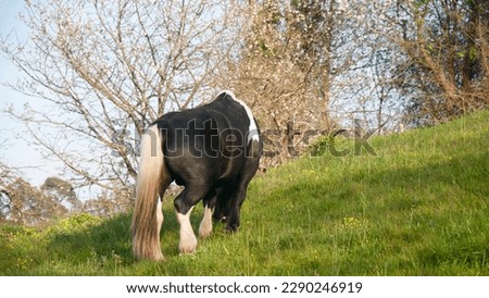 Black and white horse grazing in a mount meadow
