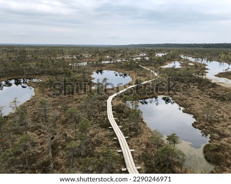 swamp in Latvia in summer, hiking trail