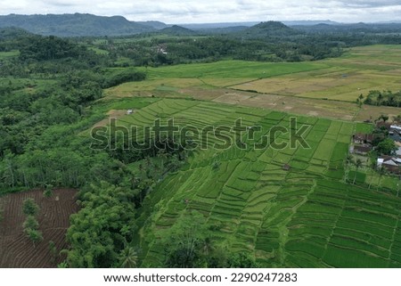 Bali drone terraced fields Indonesia