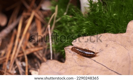 Earwig (Forficula auricularia) perched on the edge of a fallen brown pedunculate oak leaf with green moss and fallen pine needles in the background.