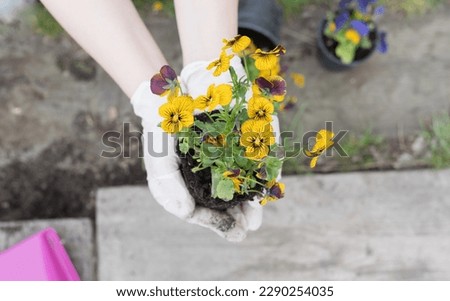 Beautiful spring flowers of pansies in yellow colors held in hands in mittens before planting in the garden.