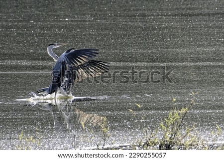 a heron lands on a pond