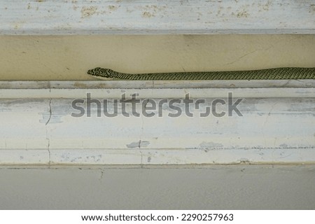 Chrysopelea ornata - Thai green snake in house 