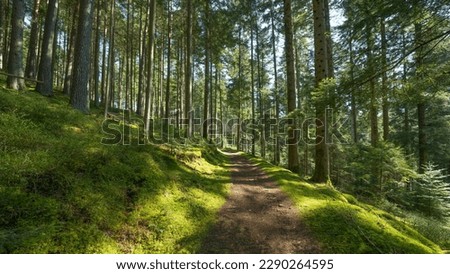 Panoramic wallpaper background of forest woods (Black Forest) landscape panorama - Mixed forest fir and spruce trees, lush green moss, blueberries and path with sunshine sunbeams Royalty-Free Stock Photo #2290264595