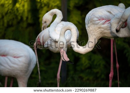 pink flamingos on a background of green trees close-up