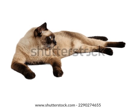 Siamese cat. isolated on white background. side view