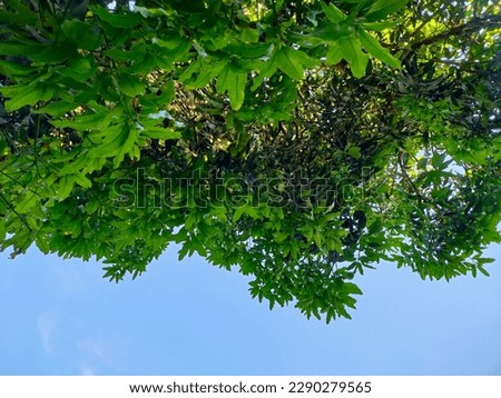 the leaves of the mango trees are so dense that they cover the blue clouds in the afternoon