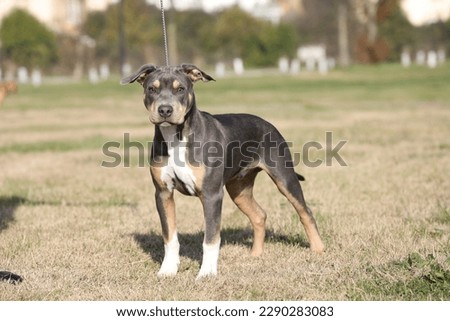 
photograph of a tricolor PITBULL dog.
photo taken in close-up of a puppy posing for a beauty show Royalty-Free Stock Photo #2290283083