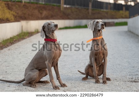 Weimaraners sit on the walkway waiting for the host s command