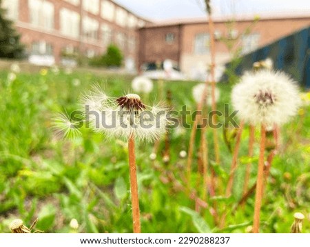 Closed Bud of a dandelion. Dandelion white flowers in green grass