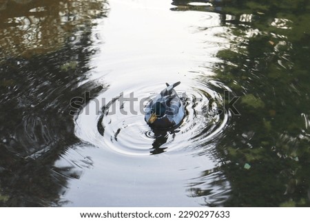 Close up duck swimming on a pond concept photo. Waterfowl habitat. Front view photography. High quality picture