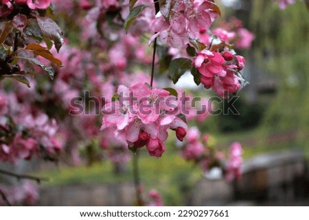 Close up apple spring flower with rain drops concept photo. Photography with blurred background. Countryside at spring season. Spring garden blossom background