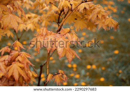 Close up yellow maple branch in the rain, autumn background. Front view photography with blurred background. High quality picture for wallpaper