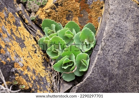 Close up green rock rose cactus on the rocks concept photo. Plant surrounded by rocks in mountains. Rocks with moss texture in nature for wallpaper.