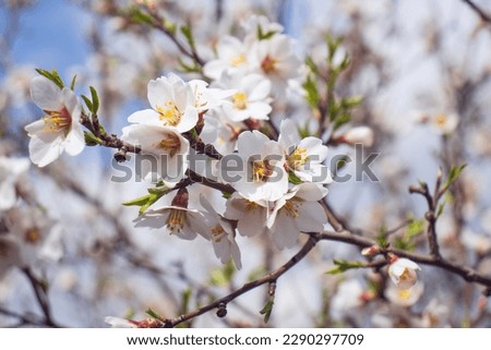 Close up blooming white flowers on tree concept photo. Blossom festival in spring. Photography with blurred background. High quality picture for wallpaper, travel blog, magazine, article