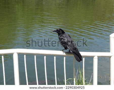 crow on the fence near a pond