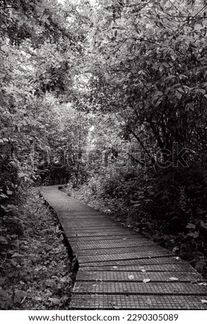 Wooden boardwalk trail in the woods in the rainforest Gulf Island Vancouver Island, British Columbia, Canada. Black and white photo