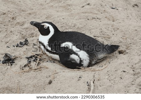 Penguin protecting egg on beach