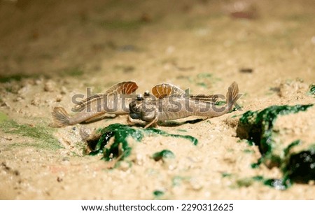 Periophthalmus barbarus crawls over the sand and mud and courtes himself and looks for a partner, the best photo.