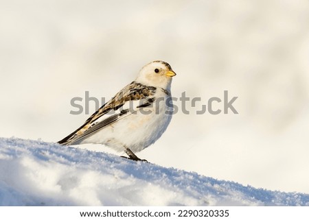 Snow bunting (Plectrophenax nivalis) standing in the snow in early spring.	 Royalty-Free Stock Photo #2290320335