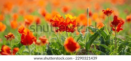 Wild Red Data Book tulips Greig in the fields of Kazakhstan. Spring flowers under the rays of sunlight. Beautiful landscape of nature. Hi spring. Beautiful flowers on a green meadow.