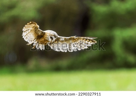 female barn owl (Tyto alba) hunting over the meadow