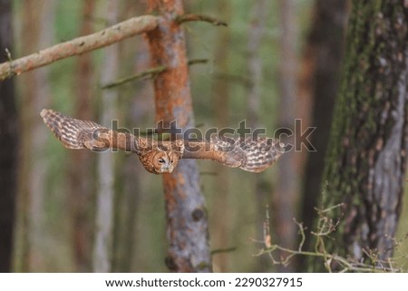tawny owl (Strix aluco) flight through the forest