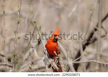 The northern cardinal (Cardinalis cardinalis). Male in spring during  bird courtship sitting on a branch tree