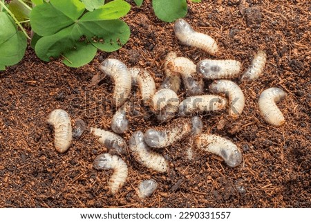 Image of grub worms beetle in garden. May beetle larvae close up. Source of protein. Entomology. Food of future. High quality photo