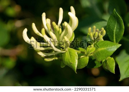 Close up of a common honeysuckle (lonicera periclymenum) flower emerging into bloom