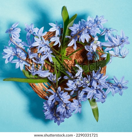 Top view of scilla bifolia flowers in a basket on a blue background