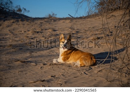 Smiling corgi dog laying in the sand