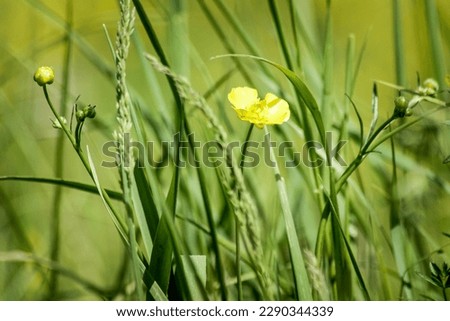 a close up of a yellow flower during summer 