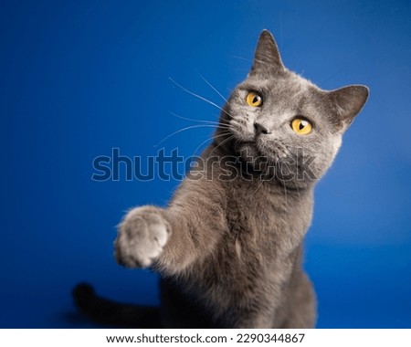 Gray cat on the blue background .
British shorthair cat . Cat asks for food . Cute cat . 