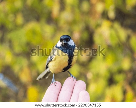 A tit sits on a man's hand and eats seeds. Taking care of birds.