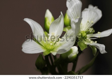 Dionaea muscipula fly trap plant flower