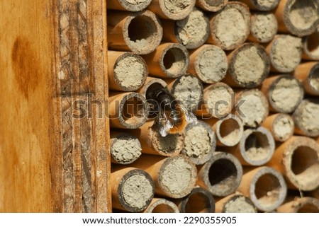 Solitary bee, nest, urban pollinator Royalty-Free Stock Photo #2290355905
