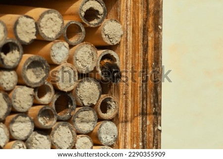 Solitary bee, nest, urban pollinator Royalty-Free Stock Photo #2290355909