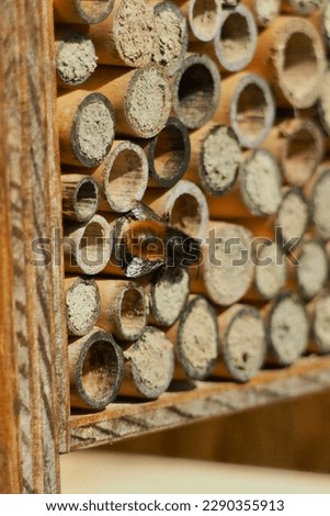 Solitary bee, nest, urban pollinator Royalty-Free Stock Photo #2290355913