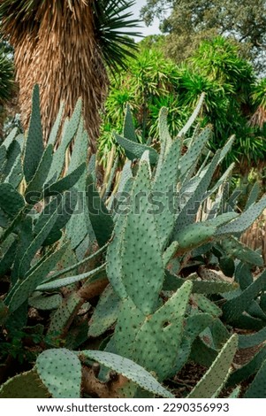 Barbary Fig plant,  Indian Fig Opuntia, spineless cactus,