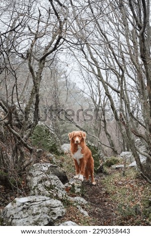 Red dog in a foggy forest. Nova Scotia duck tolling retriever in nature. Hiking with a pet. forest fairy tale