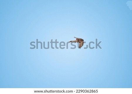 picture of a lesser kestrel (small falcon) flying. the picture was taken in Basilicata, South Italy.