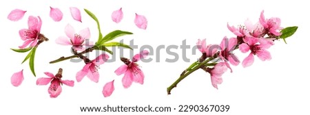 Cherry blossom, sakura flowers isolated on white background. Top view. Flat lay pattern Royalty-Free Stock Photo #2290367039