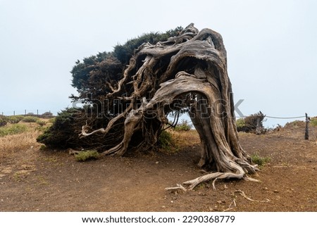 Sabinar tree twisted by the wind on the southwest coast of El Hierro. Canary Islands
