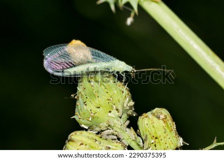 Green Lacewing adult (Chrysoperla) eating aphids at night on flower buds side view, beneficial garden pest control species. Royalty-Free Stock Photo #2290375395