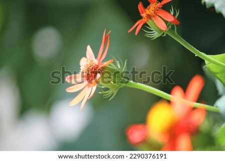 A picture of a Mexican Flame Vine flower with a shallow depth of field.